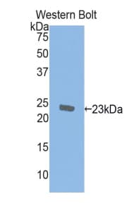 AIF1 / IBA1 Antibody (aa1-147)