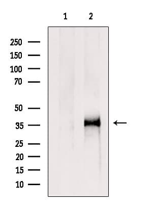 Polyclonal Rabbit anti-Human ICMT / PPMT Antibody (WB)