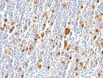 Monoclonal Mouse anti-Human CD30 Antibody (clone Ber-H2, IHC, IF)