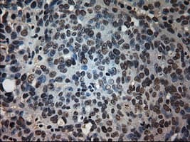 Prominin 2 / PROM2 Antibody (clone OTI6B7)