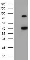 HAO1 Antibody (clone OTI3E7)