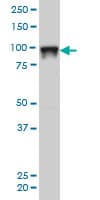 IHC-plus™ Monoclonal Mouse anti-Human SFPQ Antibody (clone 6D7, IHC, IF, WB)