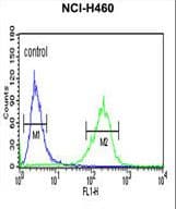 SPG20 / SPARTIN Antibody (aa18-45)