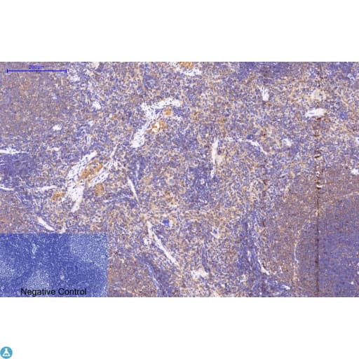 APG5 / ATG5 Antibody