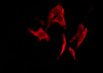 VN1R2 Antibody