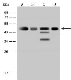 VASP Antibody