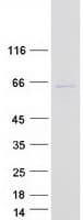 Human SAMD3 Protein (Recombinant Myc-DDK (Flag))