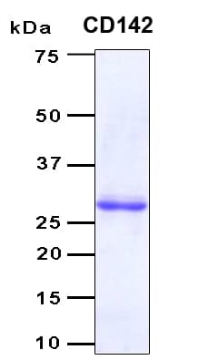 Human F3 / CD142 / Tissue factor Protein (Recombinant 6His, N-terminus)