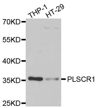 Scramblase / PLSCR1 Antibody