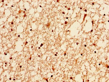 H2AFZ / H2A.z Antibody