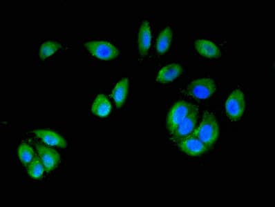 MAP2K6 / MEK6 / MKK6 Antibody (aa1-334)