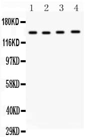 MMP14 Antibody (aa567-582)