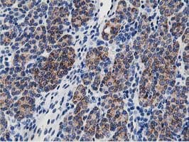 SSR1 Antibody (clone OTI4H6, Carrier-free)