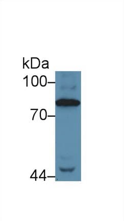 Complement C4 Antibody (aa975-1336)