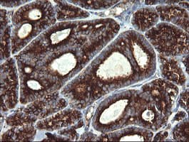 POGK Antibody (clone OTI4C8)