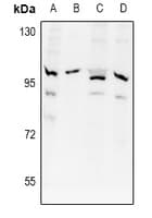 APPL1 / APPL Antibody