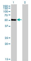 ZNF232 Antibody (clone 1F8)