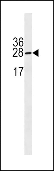 Polyclonal Rabbit anti-Human IGLL5 Antibody (aa167-193, WB)