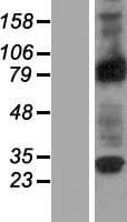 RASEF Protein (Over-Expression Lysate Myc-DDK (Flag))