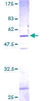 Human SNAP23 / SNAP-23 Protein (Recombinant GST)