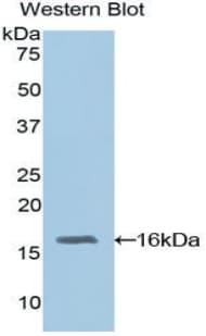 RBP3 / IRBP Antibody (aa1027-1229, Biotin)