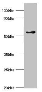 CYP3A5 Antibody (aa233-502)