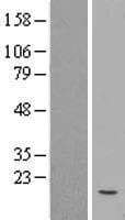 Human NPPB / BNP Protein (Over-Expression Lysate Myc-DDK (Flag))