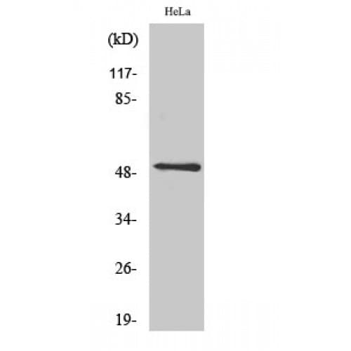 C5AR1 / CD88 / C5a Receptor Antibody (270-350 aa)
