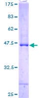 Human ASB6 Protein (Recombinant GST)