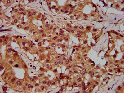 PGLYRP1 / PGRP Antibody