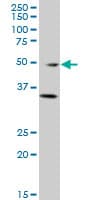 GATA3 Antibody (clone 1C1)