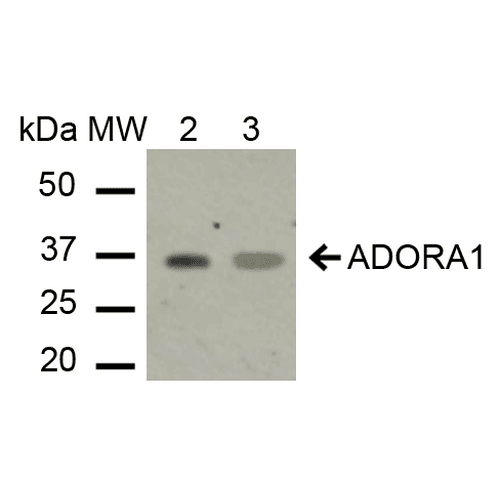ADORA1 / Adenosine A1 Receptor Antibody