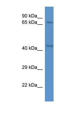 RAD21 Antibody (aa373-422)