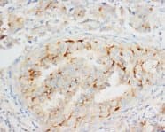 OPCML / OBCAM Antibody (C-Terminus)