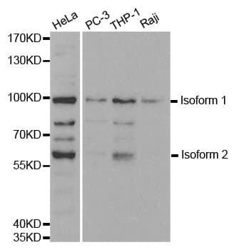 Polyclonal Rabbit anti-Human NIRF / UHRF2 Antibody (IHC, IF, WB)