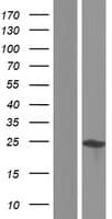 AKIRIN1 Protein (Over-Expression Lysate Myc-DDK (Flag))