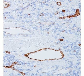 Monoclonal Mouse anti-Human VWF / Von Willebrand Factor Antibody (clone 3E2D10, Azide-free,BSA-free, aa845-949, IHC, IF, WB)