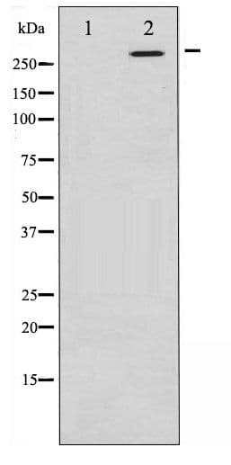 MTOR Antibody (phospho-Ser2448)