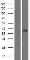 GPR20 Protein (Over-Expression Lysate Myc-DDK (Flag))