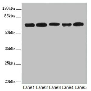 Polyclonal Rabbit anti-Human ELF2 / NERF Antibody (IHC, WB)