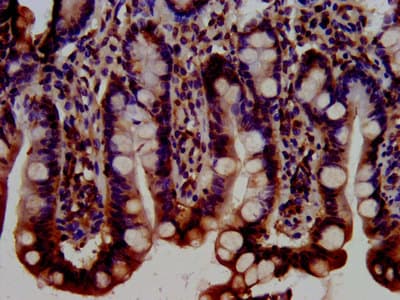 BRAP2 Antibody
