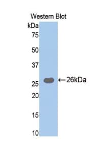 Trypsin Antibody