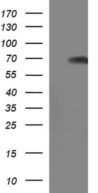 SCP2 / SCPX Antibody (clone OTI3F5)