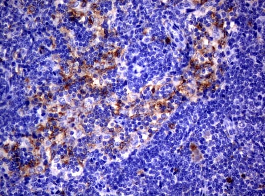 CD80 Antibody (clone UMAB65)