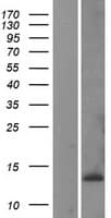 CKS1B / CKS1 Protein (Over-Expression Lysate Myc-DDK (Flag))