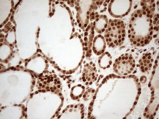 ALOX5 / 5-LOX Antibody (aa18-364, clone OTI3F1, Carrier-free)