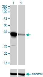 IHC-plus™ Monoclonal Mouse anti-Human ELAVL4 / HuD Antibody (clone 6B9, IHC, WB)