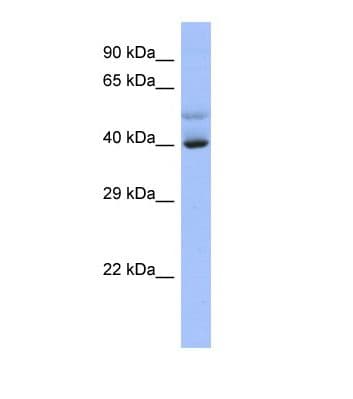 SCML4 Antibody (C-Terminus)