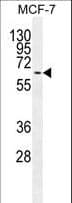 MAPK15 / ERK7 Antibody