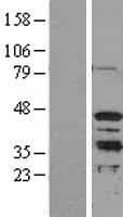 MORF4L1 / MRG15 Protein (Over-Expression Lysate Myc-DDK (Flag))